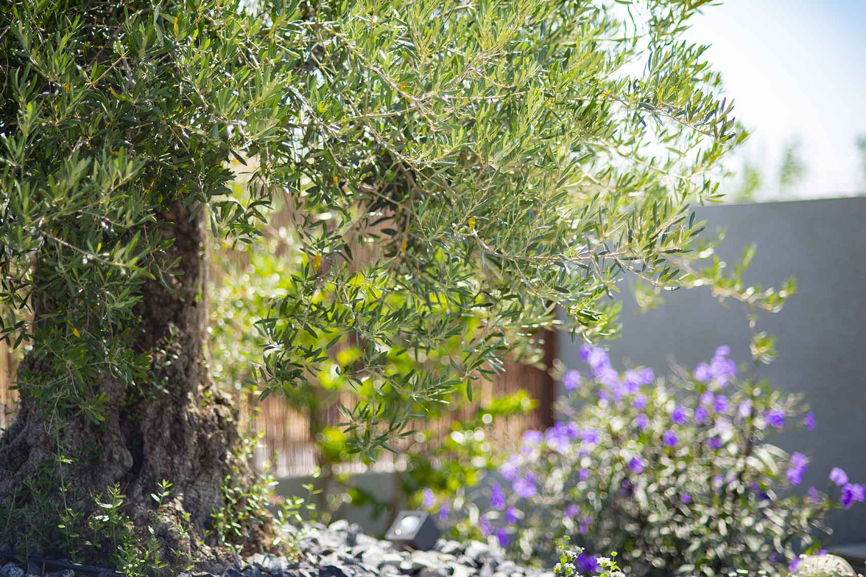 DSC_5264_le_clos_des_oliviers_perpignan_salle_mariage