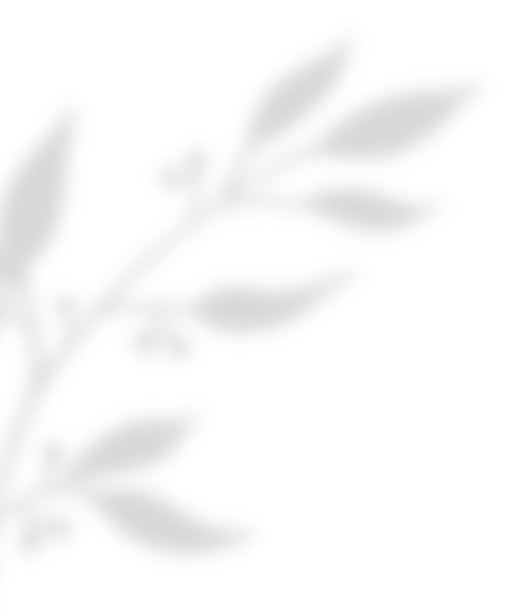 https://clos-oliviers.fr/wp-content/uploads/2020/11/shadow_leaves_02.png